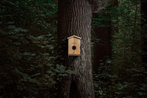 Nichoir à oiseaux connecté EZ-NestEye avec caméra à IA et panneaux solaires intégré, offrant une reconnaissance de 11 000 espèces, diffusion en direct mondiale via application Birdlovers, et qualité d'image 48 MP pour passionnés d'ornithologie