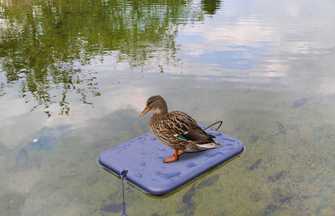 plateau flottant Delory-Brumard support pour appelants idéal pour la chasse aux oiseaux aquatiques fabriqué en matériaux robustes offrant stabilité et efficacité pour attirer les oiseaux vers votre zone de chasse