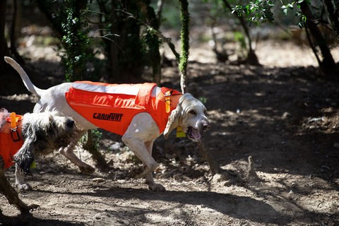 Gilet CaniHunt Protect Pro L'Original, gilet de protection orange fluo pour la visibilité, résistante et sécurisée pour chien de chasse, face externe en CORDURA 1100 DTEX, tissu anti-perforation, confort avec doublure thermo-régulatrice, protection contre perforations et débordements, sécurité et confort pour chien, ajustable avec systèmes de fermeture Zip et Velcro, équipement de chasse haute performance