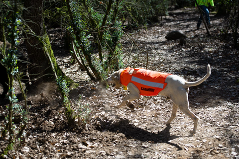 Gilet CaniHunt Protect Pro L'Original, gilet de protection orange fluo pour la visibilité, résistante et sécurisée pour chien de chasse, face externe en CORDURA 1100 DTEX, tissu anti-perforation, confort avec doublure thermo-régulatrice, protection contre perforations et débordements, sécurité et confort pour chien, ajustable avec systèmes de fermeture Zip et Velcro, équipement de chasse haute performance