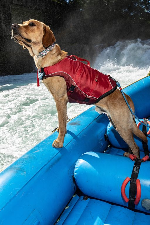 gilet de flottaison SURF N TURF™ sur un chien, flottant en sécurité lors d'activités nautiques comme le paddle et le canoë, avec poignées d'extraction et tissu Ripstop™ résistant, pour assurer la sécurité et le confort de votre animal dans l'eau