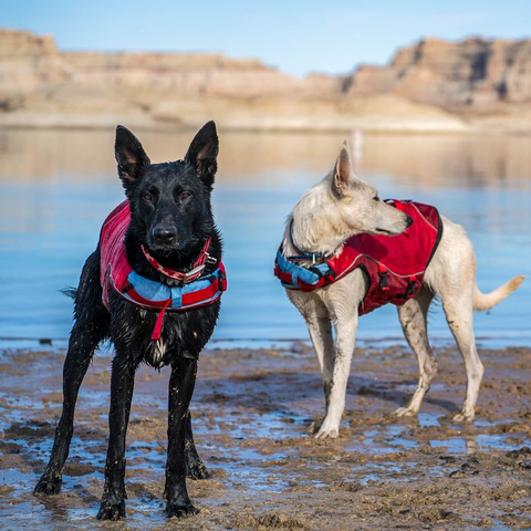 gilet de flottaison SURF N TURF™ sur un chien, flottant en sécurité lors d'activités nautiques comme le paddle et le canoë, avec poignées d'extraction et tissu Ripstop™ résistant, pour assurer la sécurité et le confort de votre animal dans l'eau
