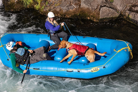 gilet de flottaison SURF N TURF™ sur un chien, flottant en sécurité lors d'activités nautiques comme le paddle et le canoë, avec poignées d'extraction et tissu Ripstop™ résistant, pour assurer la sécurité et le confort de votre animal dans l'eau