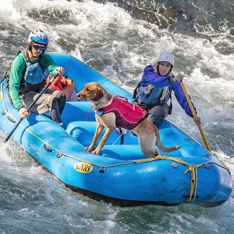 gilet de flottaison SURF N TURF™ sur un chien, flottant en sécurité lors d'activités nautiques comme le paddle et le canoë, avec poignées d'extraction et tissu Ripstop™ résistant, pour assurer la sécurité et le confort de votre animal dans l'eau