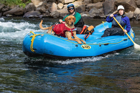 gilet de flottaison SURF N TURF™ sur un chien, flottant en sécurité lors d'activités nautiques comme le paddle et le canoë, avec poignées d'extraction et tissu Ripstop™ résistant, pour assurer la sécurité et le confort de votre animal dans l'eau