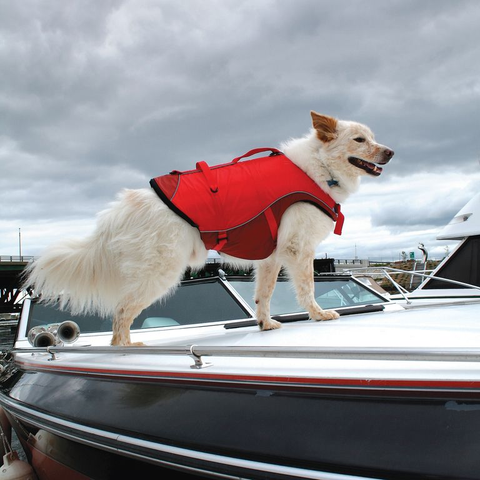 gilet de flottaison SURF N TURF™ sur un chien, flottant en sécurité lors d'activités nautiques comme le paddle et le canoë, avec poignées d'extraction et tissu Ripstop™ résistant, pour assurer la sécurité et le confort de votre animal dans l'eau