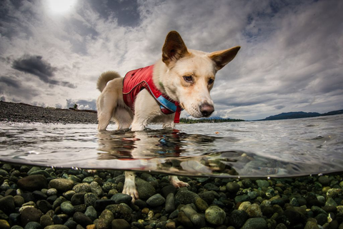 gilet de flottaison SURF N TURF™ sur un chien, flottant en sécurité lors d'activités nautiques comme le paddle et le canoë, avec poignées d'extraction et tissu Ripstop™ résistant, pour assurer la sécurité et le confort de votre animal dans l'eau
