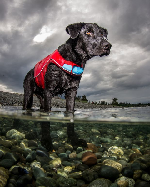 gilet de flottaison SURF N TURF™ sur un chien, flottant en sécurité lors d'activités nautiques comme le paddle et le canoë, avec poignées d'extraction et tissu Ripstop™ résistant, pour assurer la sécurité et le confort de votre animal dans l'eau