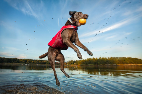 gilet de flottaison SURF N TURF™ sur un chien, flottant en sécurité lors d'activités nautiques comme le paddle et le canoë, avec poignées d'extraction et tissu Ripstop™ résistant, pour assurer la sécurité et le confort de votre animal dans l'eau
