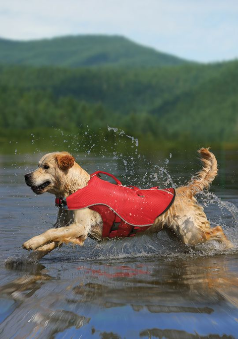 gilet de flottaison SURF N TURF™ sur un chien, flottant en sécurité lors d'activités nautiques comme le paddle et le canoë, avec poignées d'extraction et tissu Ripstop™ résistant, pour assurer la sécurité et le confort de votre animal dans l'eau
