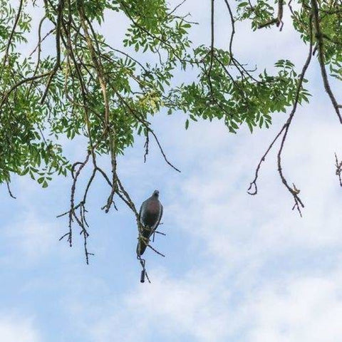 Support à suspendre Europarm pour appelant pigeon AP880